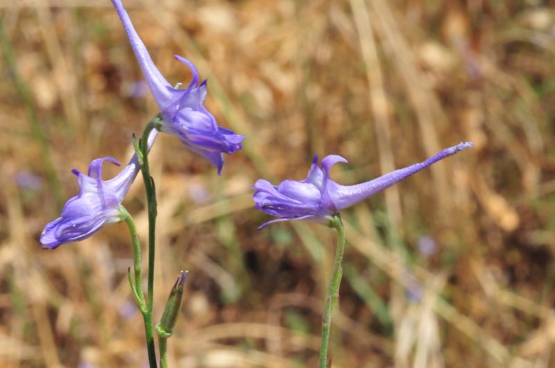 Delphinium peregrinum ??